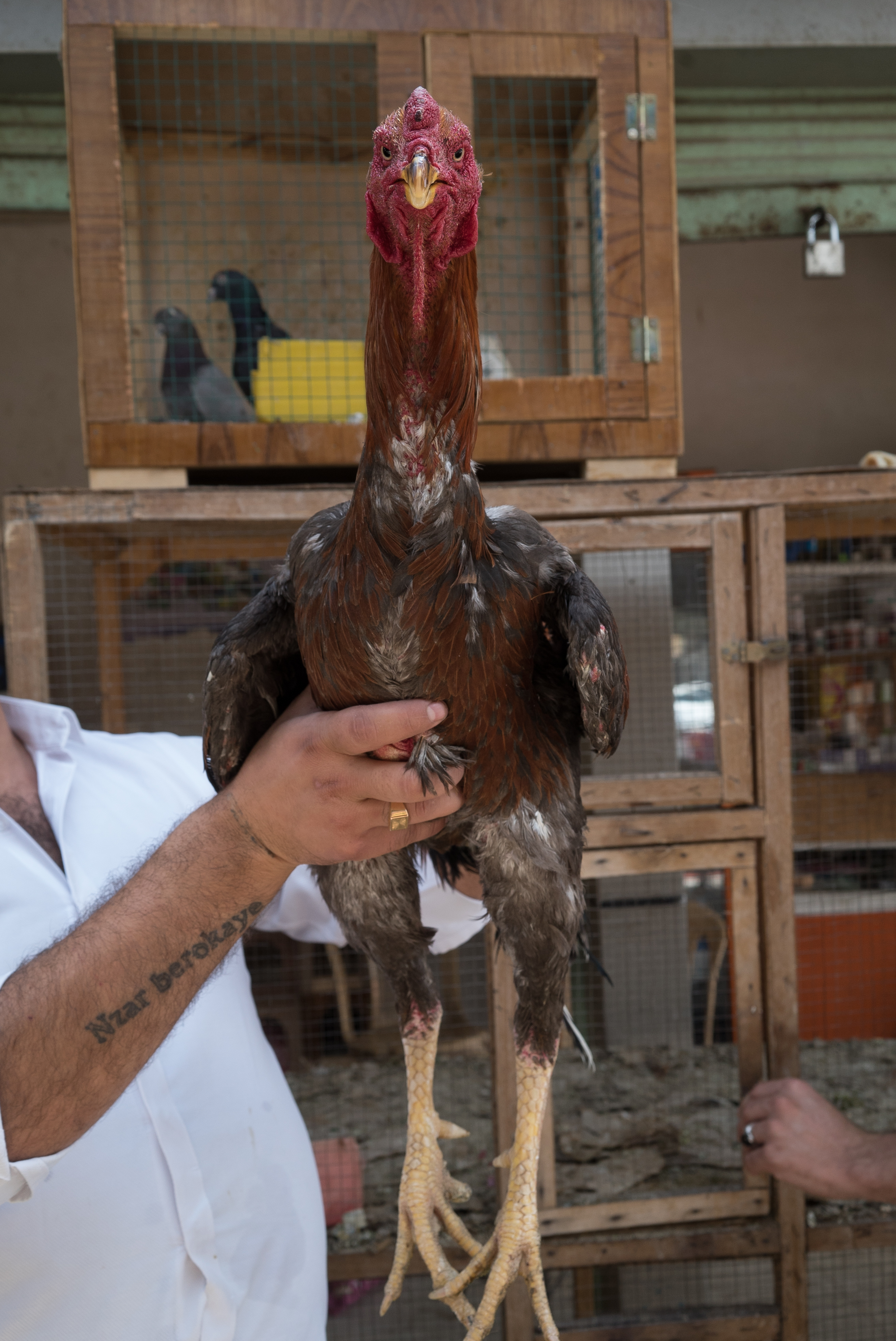Erbil market for birds and animals, Erbil, Kurdistan Region, June 4, 2016. (Photo: Kurdistan24/Alexandre Afonso)